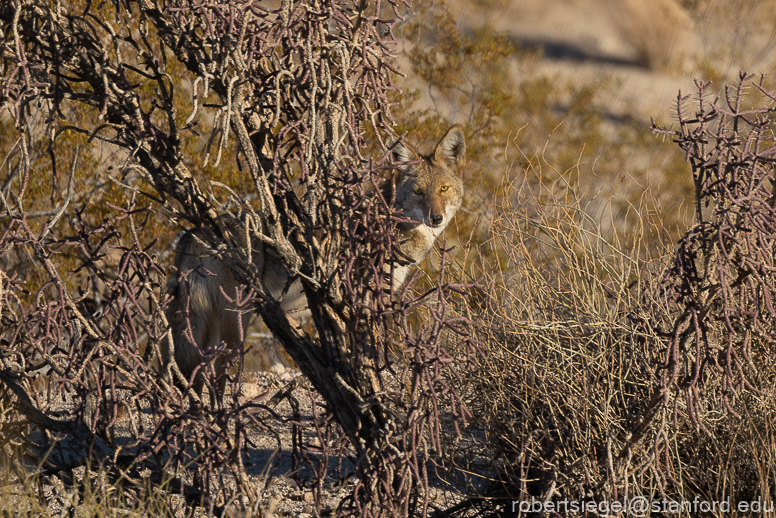 Joshua Tree National Park